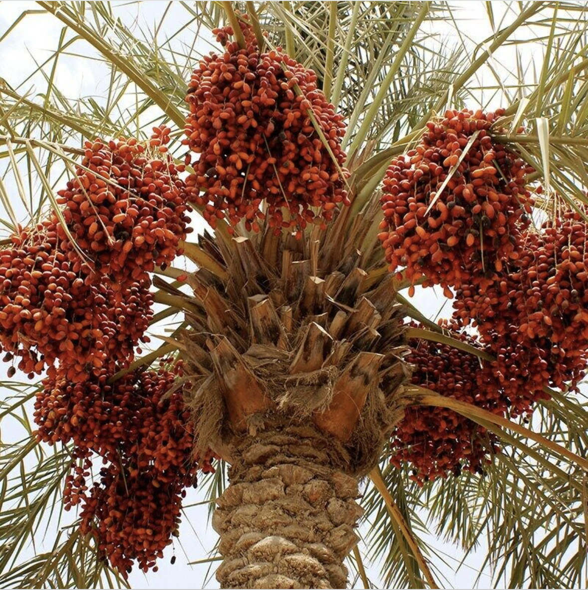 Deglet Nour Palm trees with flourishing fresh dates in Algeria