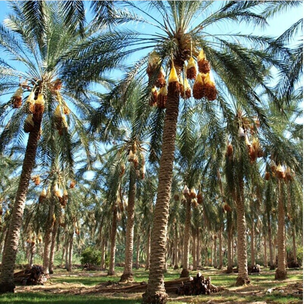 Premium Deglet Nour Dates, 500gm, Algeria