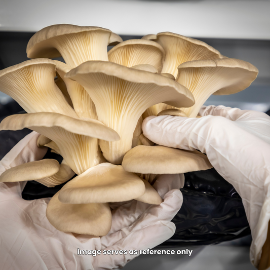 Fresh Gourmet Blend Oyster Mushrooms, 150gm