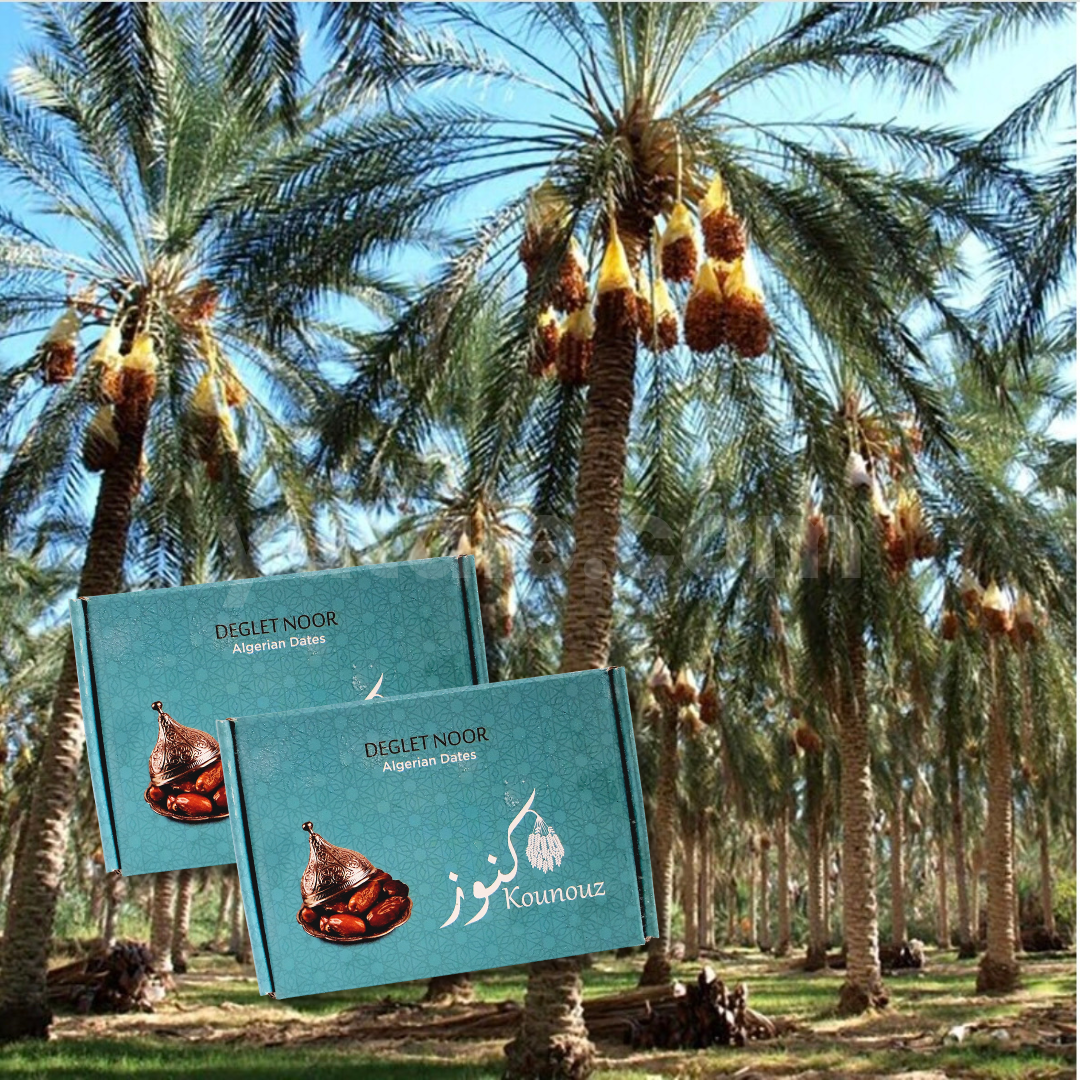 Premium Deglet Nour Dates, 500gm, Algeria